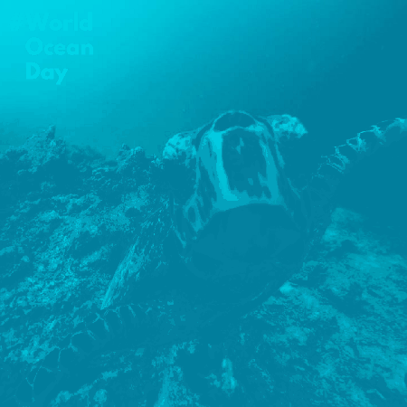 Duży żółw Światowy Dzień Oceanów